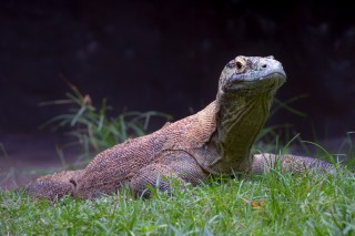 Komodo on grass